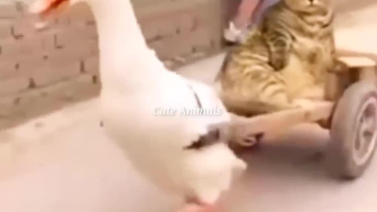 Cat funny video ! Entertainment video for cat !