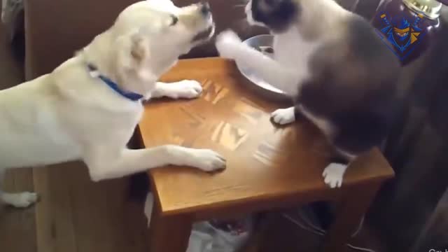 Cat vs Dog funny fight. Dont laugh = you win !