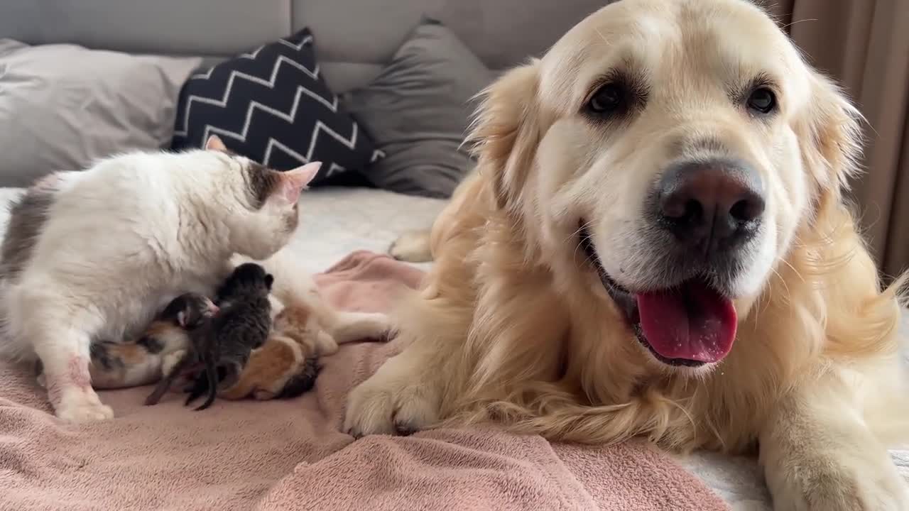 Golden Retriever Meets Mom Cat with Newborn Kittens for the First Time