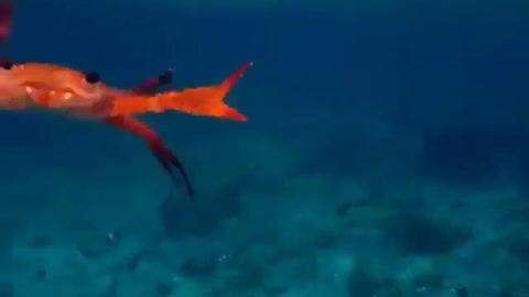 This is a beautiful and charming water-dwelling species