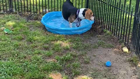 Who’s Been In My Pool?
