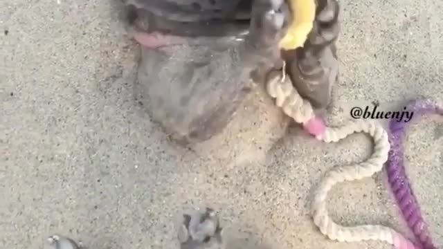 Puppy snacking on the beach