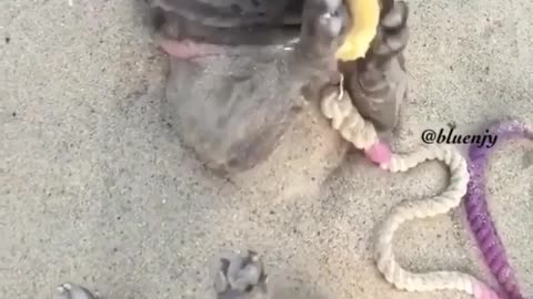 Puppy snacking on the beach