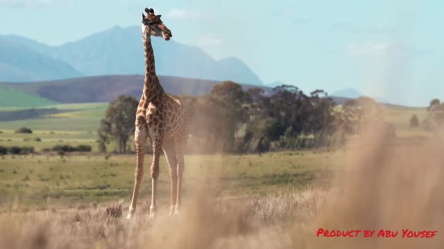 giraffe standing in fields