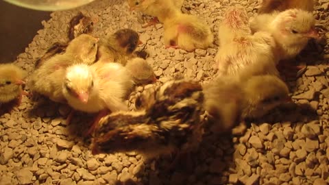 Red Silkie chickens + chicks + 1 buff hen