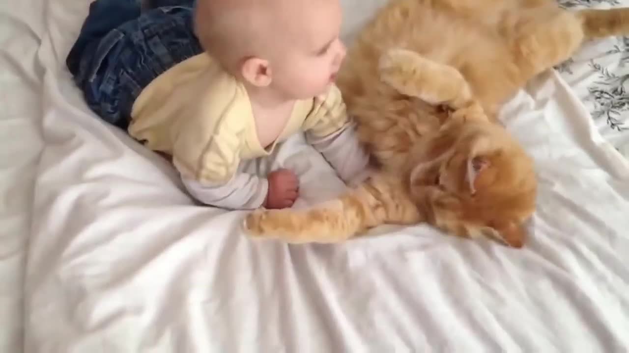 CATS meet BABIES for the first time