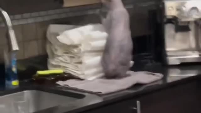 cat playing tissue