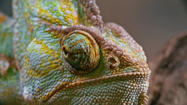 Chameleon colors