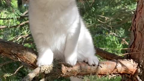The Most Beautiful Little Kitten In The World