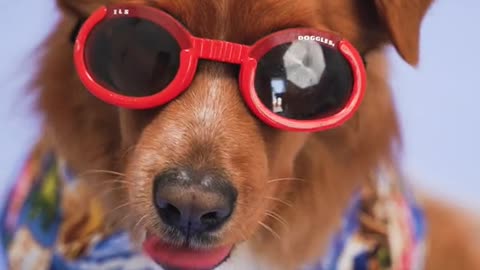 Funnydog