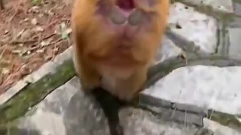 Monkeys, funny monkeys. 😂 Funny_ Cool_ 😂 I laughed until I cried! 😂 Video jokes, monkey.