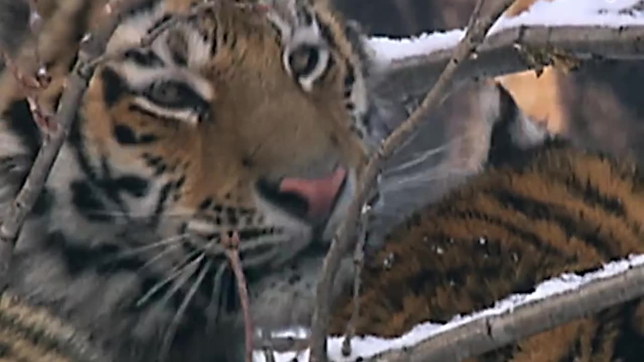 Siberian tiger