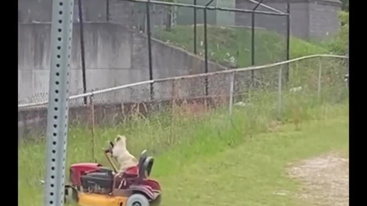 Dog cutting grass😅🤣😂😂