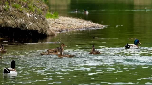 Beautiful Swans Swimming in water.