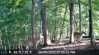 The Woods – 06/10/2023