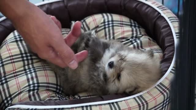 Cute sleepy puppy in bed with owner hand play