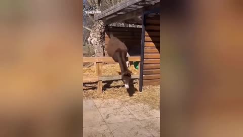 Funny animals release tension