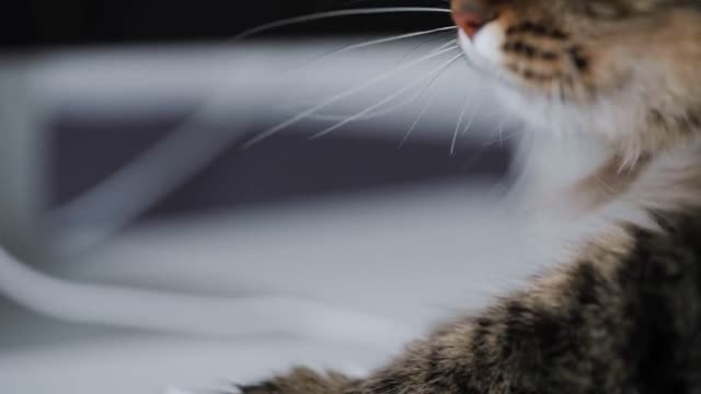 Tabby cat is typing text on a computer keyboard