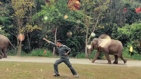 All elephants attack😎😎😎#fyp #animals #elephant