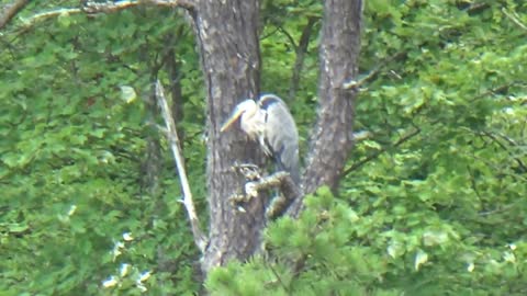 Great Blue Heron