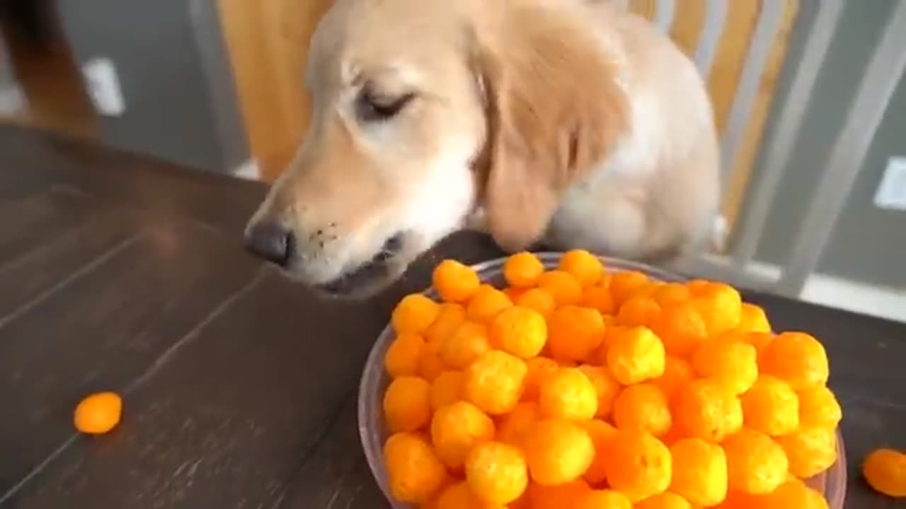 Police Steals Puppy from Rubber Ducky in Car Ride Chase funny 🤣🤣