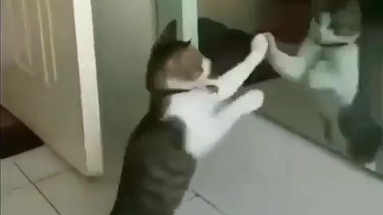 Cute Funny Cat