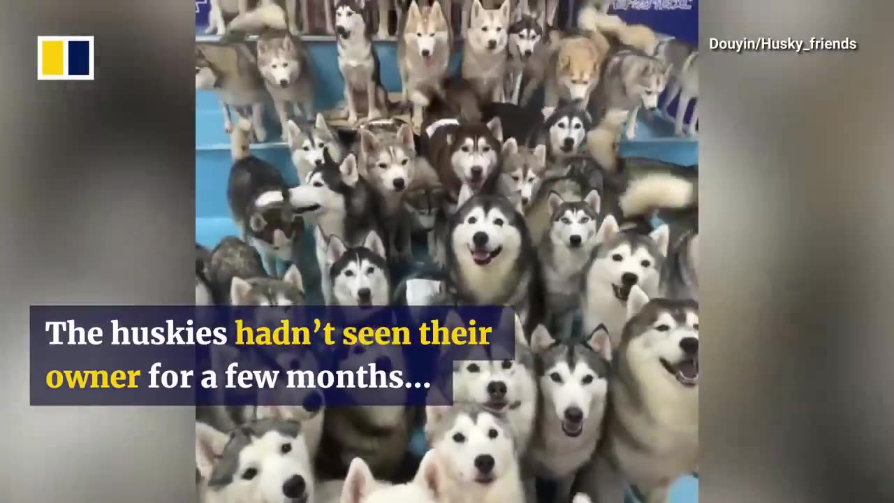 100 Huskies Escape Pets Café In Chinese Mall, Mayhem Ensues