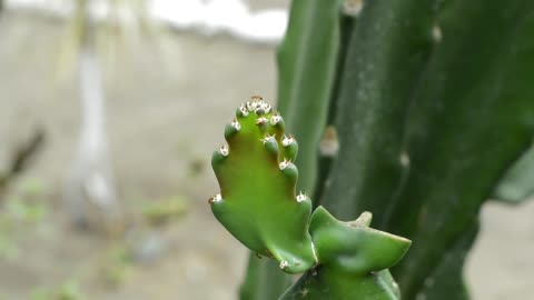 Ant Insect Nature Cactus Macro Approach Life