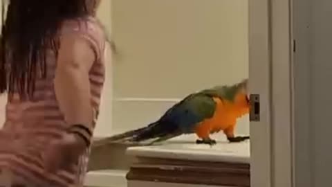 Girl parrot dance video and beautiful parrot