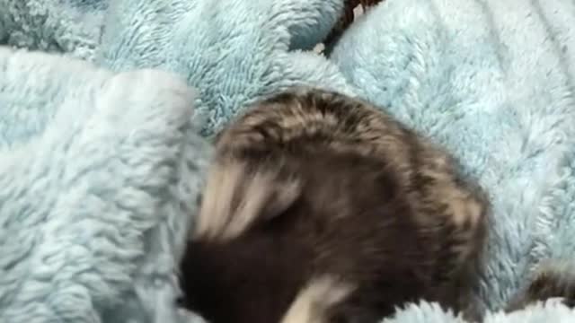 The elephant's trunk is really flexible, basically anything can be done with the trunk