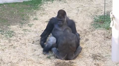 Gorilla Fight-Silverbacks Never Lose