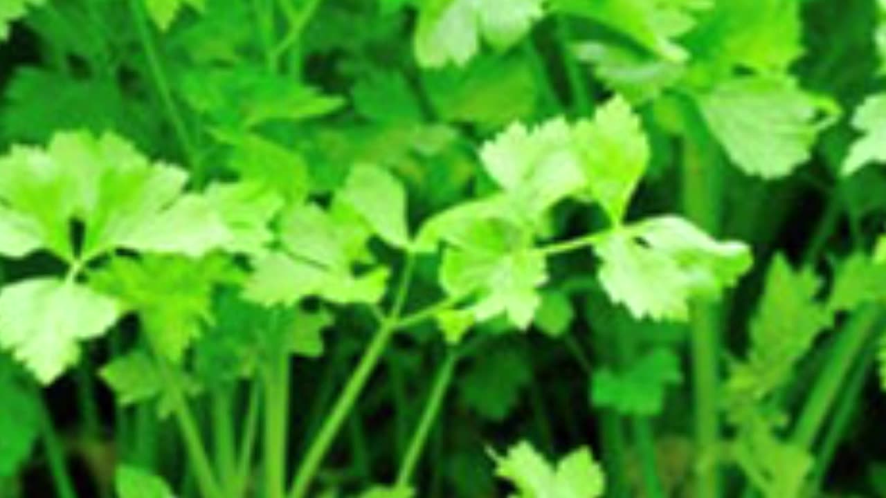 Celery Herb Benefits