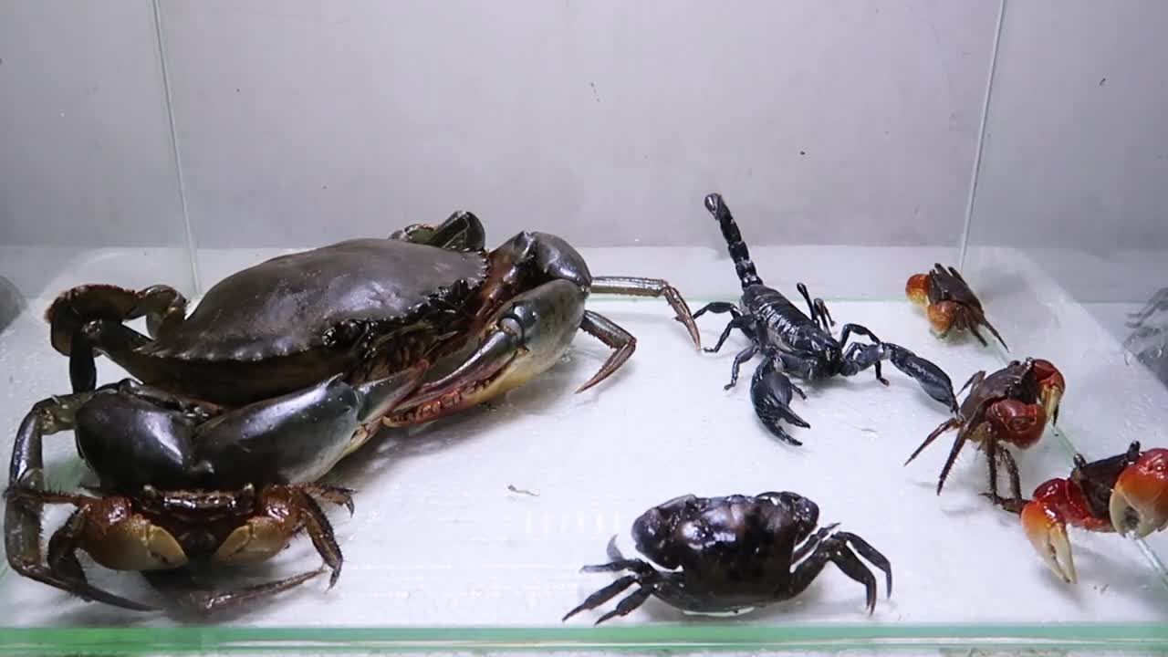 Sea Crab Centipede Emperor Scorpion Water-2