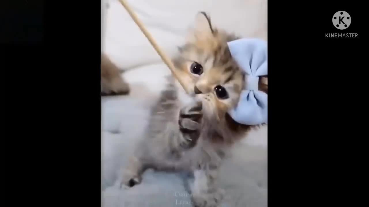 Aww Cute Baby Animals Videos #cat