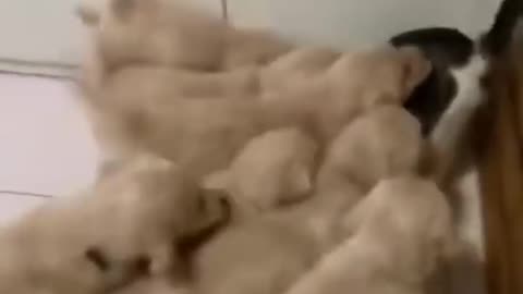 Kitten attack by 10 Cute Puppies