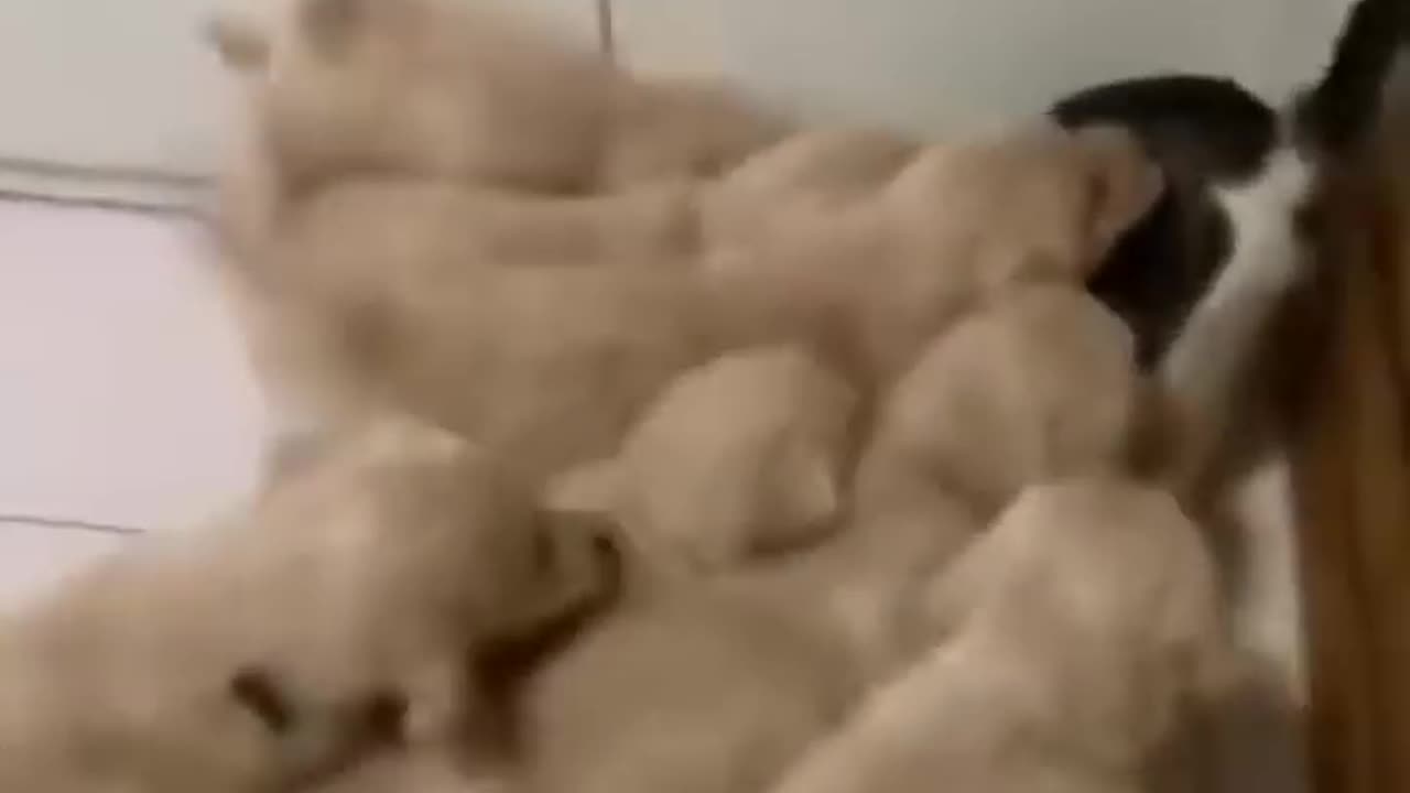 Kitten attack by 10 Cute Puppies