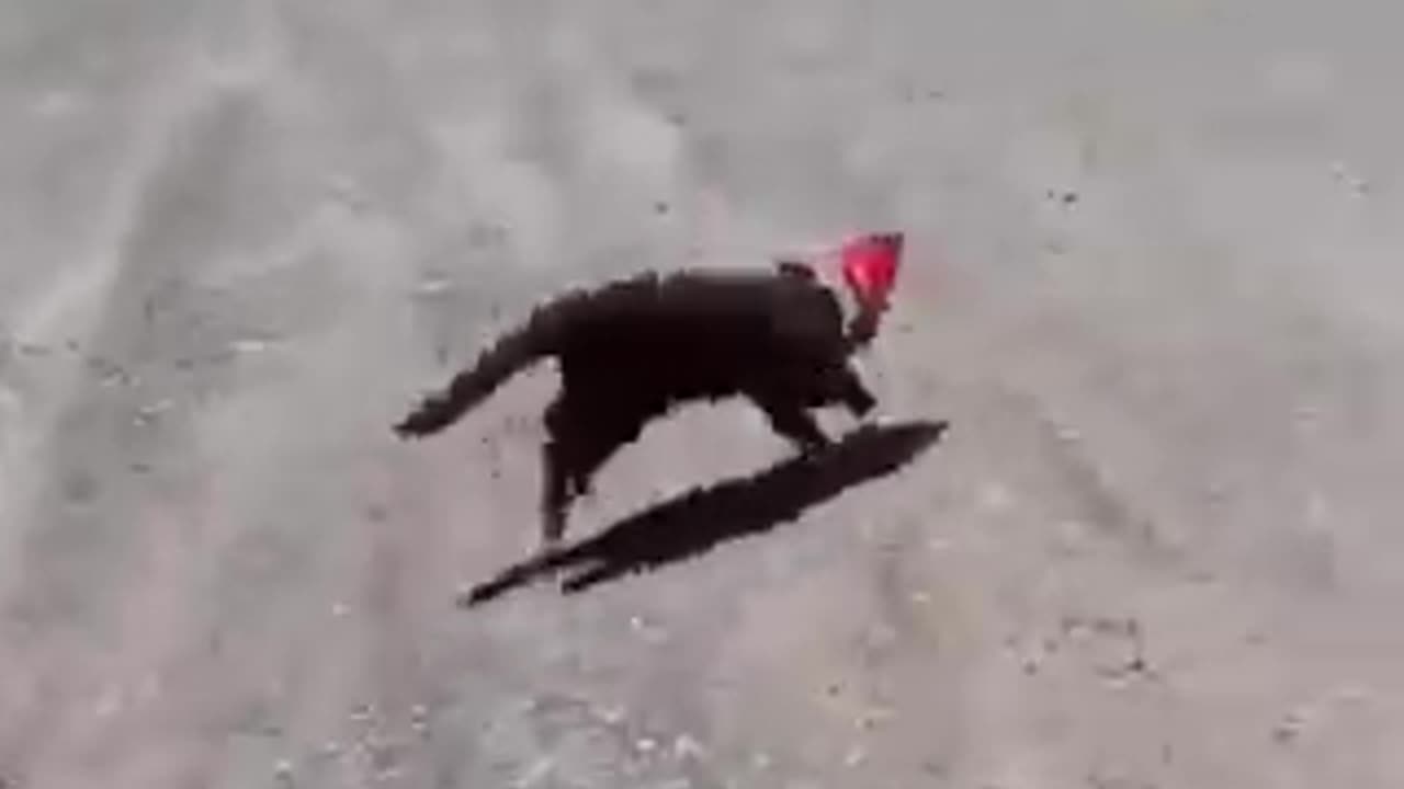 Funny cats Jumping