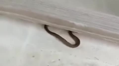 Cat and snake fight ( dangerous 😨 )