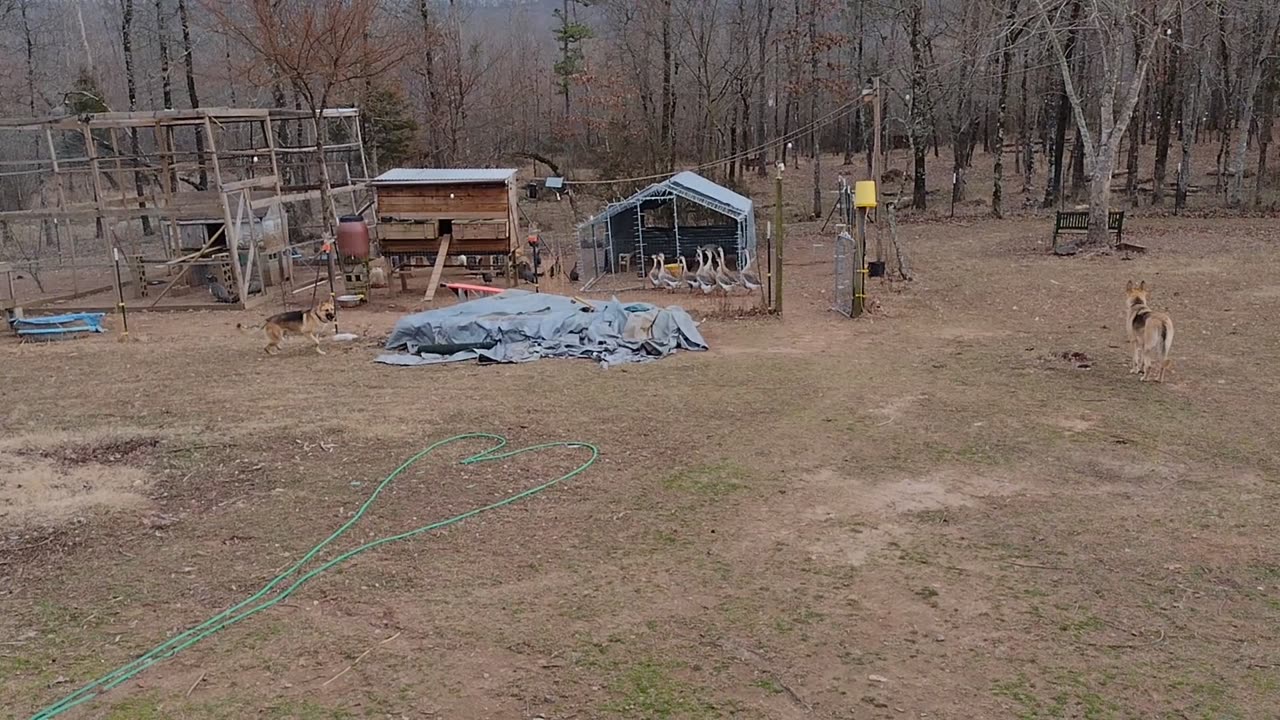 Beal and Bo herding chickens.