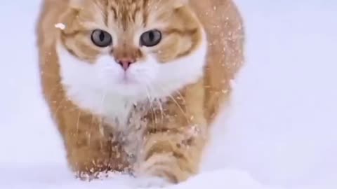 Cat in snow😲😮😨