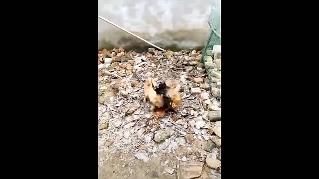 chicken vs dog