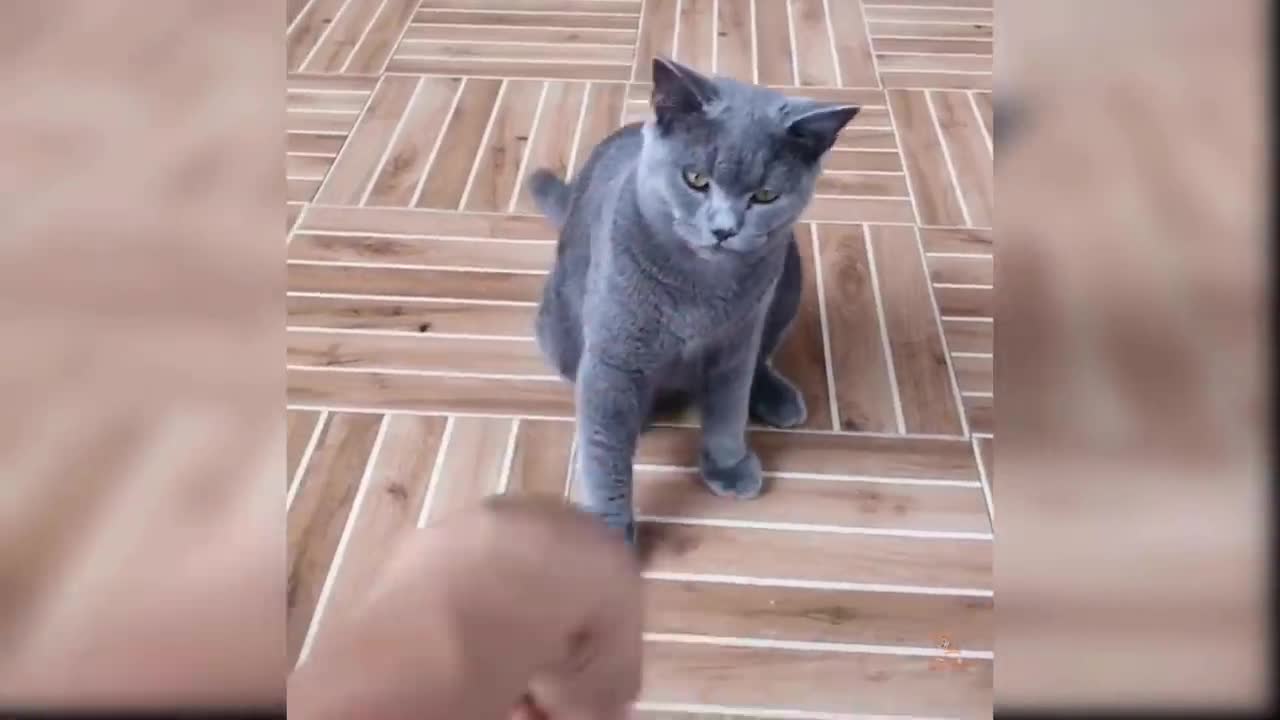 Baby cats funny video