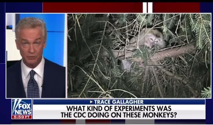 Tucker Carlson and the Monkeys on the Loose story