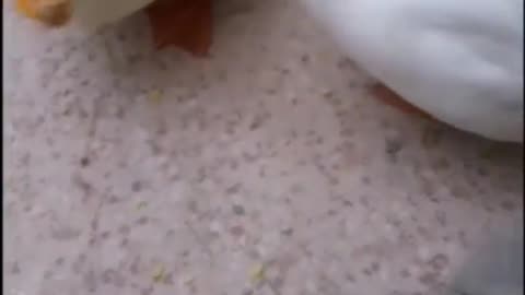 cute duckling compilation