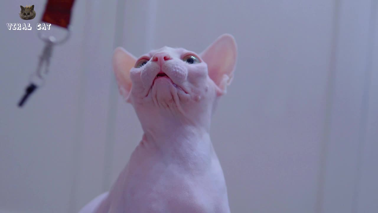 4k quality animal footage