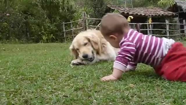 A Golden Retriever, a Baby and a Tennis Ball