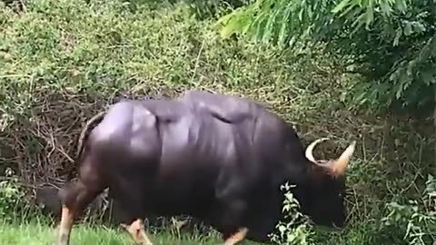Wildlife in closer view with a natural perspective.