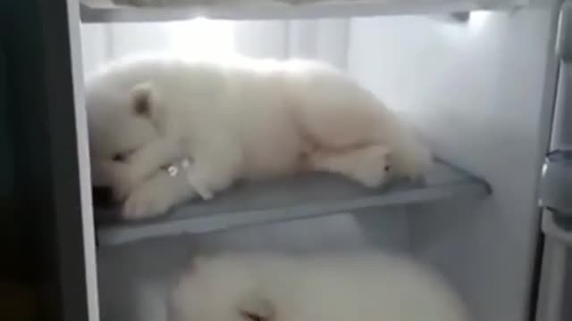 .A dog hiding in the refrigerator.