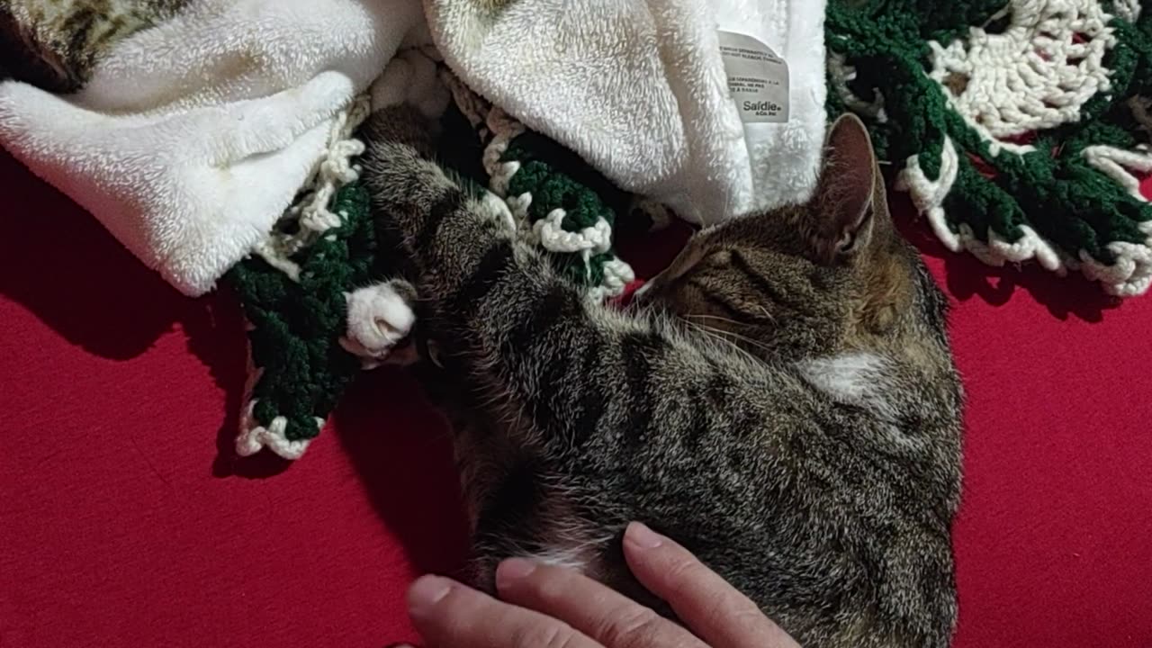 Contented Cat