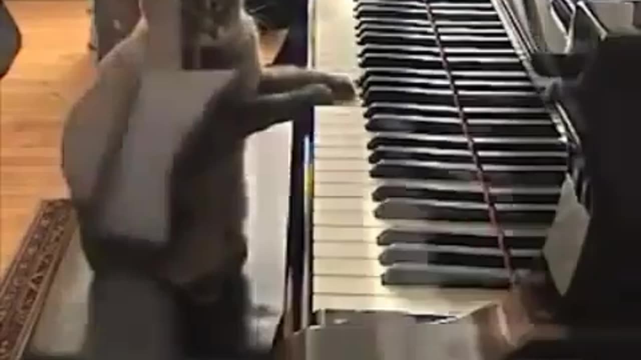 Piano cat